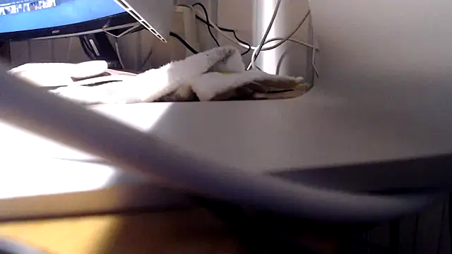 Tommitoo online show from February 2026 05:54:01 AM