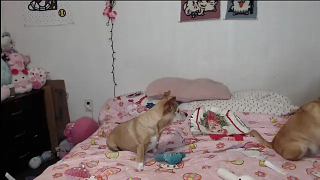 Cupcakecutie449 online show from March 2026 03:38:01 AM