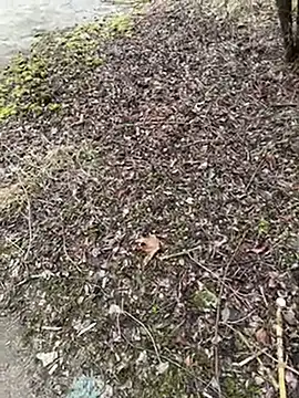 Aronn4 online show from January 2025 09:57:01 AM