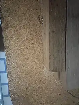 Followthepiper online show from March 2026 07:43:01 AM