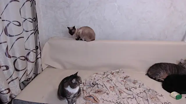 Olivia Winston online show from October 2025 10:54:02 PM