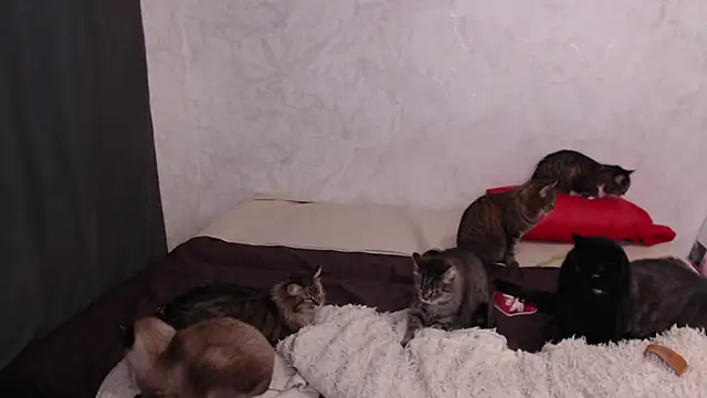 Olivia Winston online show from February 2026 03:48:02 AM