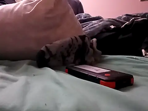 Blkstylion online show from December 2025 02:48:01 PM