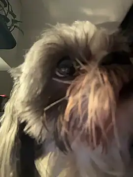 PetitLumiere online show from February 2026 04:43:02 AM