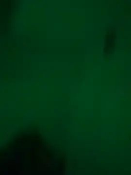 Snapshot of greedybratt chatting on December 2024 05:39:01 AM greedybratt online show from December 2024 05:39:01 AM