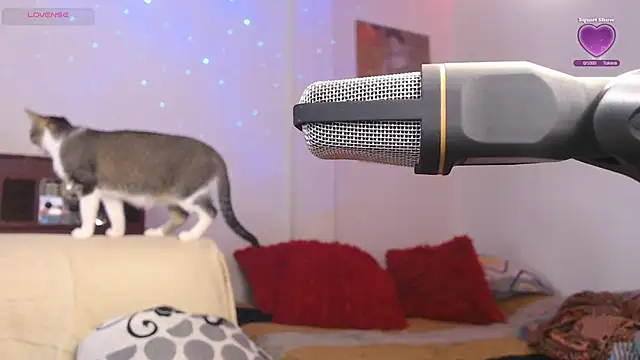 Marci owo online show from September 2025 08:15:01 PM