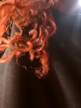 Swirly blac online show from March 2026 07:30:01 AM