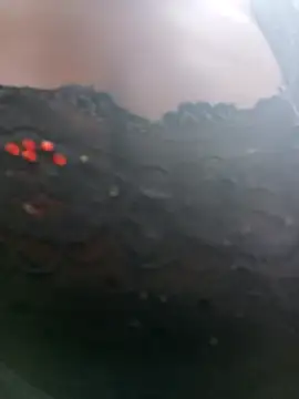 Swirly blac online show from April 2026 08:18:02 AM