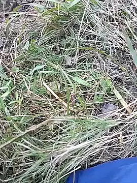 Snapshot of Nkumar173 chatting on November 2025 07:02:01 AM Nkumar173 online show from November 2025 07:02:01 AM