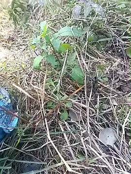 Snapshot of Nkumar173 chatting on November 2025 05:57:02 AM Nkumar173 online show from November 2025 05:57:02 AM