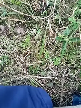 Snapshot of Nkumar173 chatting on November 2025 11:58:02 AM Nkumar173 online show from November 2025 11:58:02 AM