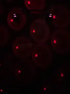 Snapshot of Gin4Cole chatting on January 2025 03:00:02 AM Gin4Cole online show from January 2025 03:00:02 AM