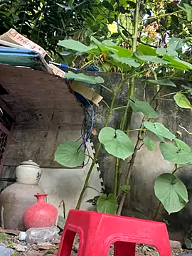   Saphia   online show from November 2025 12:33:02 AM