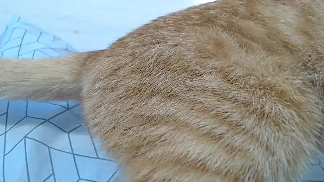 Snapshot of CRISTIINA37 chatting on November 2025 11:58:01 AM CRISTIINA37 online show from November 2025 11:58:01 AM