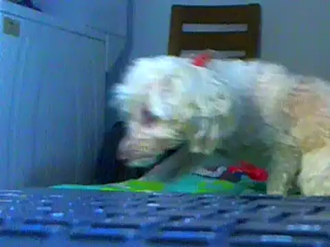 Ian zaenzz online show from February 2025 06:48:01 PM