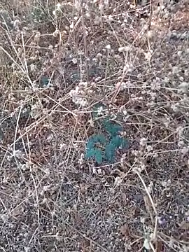 Ajith mvi online show from March 2026 11:36:02 AM