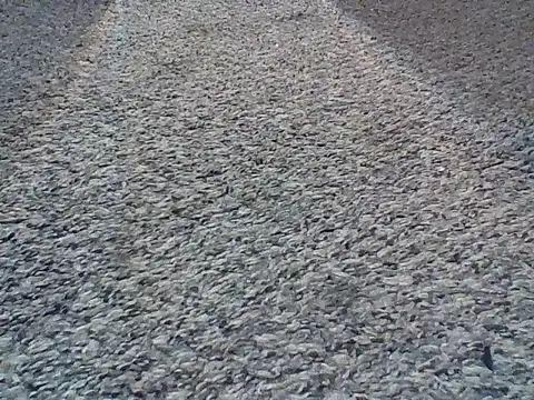 LongDickLance online show from February 2026 02:01:02 AM