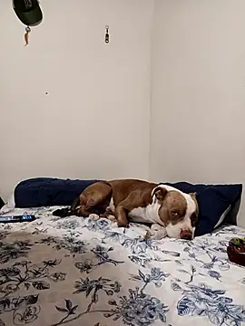 sebasxx97 online show from November 2025 01:34:01 AM