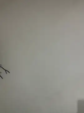 Veropig online show from March 2026 03:17:01 PM