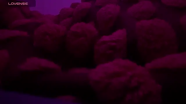 bukkakebae1 online show from November 2025 12:36:01 AM