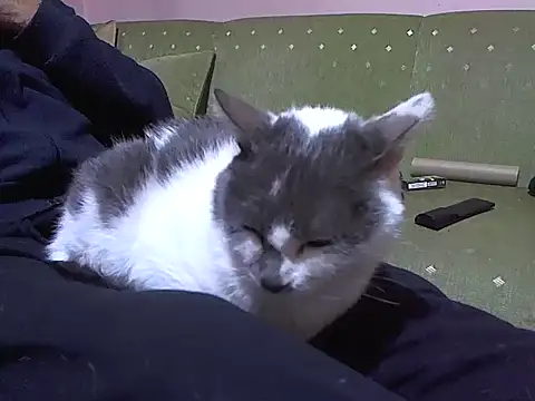 zormen355 online show from April 2026 07:42:02 PM