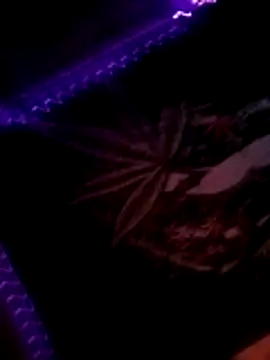 ySqmbVanbe online show from November 2025 03:44:01 AM