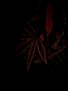 ySqmbVanbe online show from February 2026 04:43:01 AM