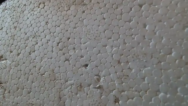 titi fiesta online show from February 2026 08:04:01 AM