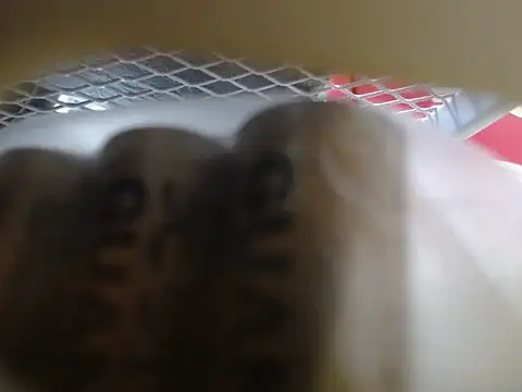 lovense test04 online show from February 2026 06:01:02 AM