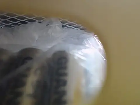 lovense test04 online show from October 2025 03:48:01 AM