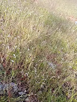 sexoooj online show from October 2025 10:36:02 AM