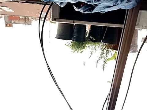 puak6666 online show from September 2025 08:03:02 PM