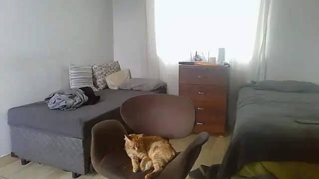 prorafadodoce online show from February 2026 06:51:02 PM