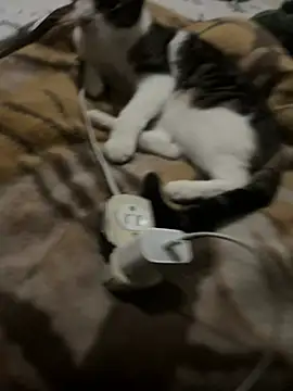 K Intraven0us online show from February 2026 03:14:01 AM