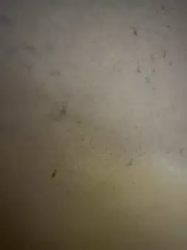 Gladiator 3 online show from February 2026 11:10:01 AM