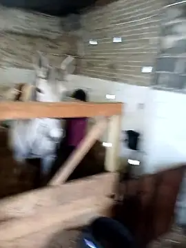 Snapshot of Tortuga95PL chatting on February 2026 09:16:01 AM Tortuga95PL online show from February 2026 09:16:01 AM