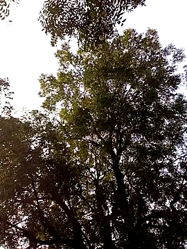 Yasha 14C Creator online show from November 2025 09:31:02 AM