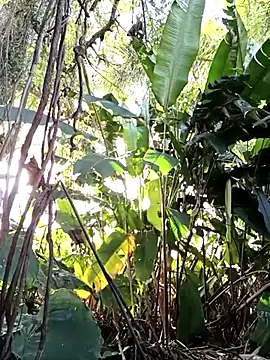 tuwegon online show from June 2026 09:36:01 PM