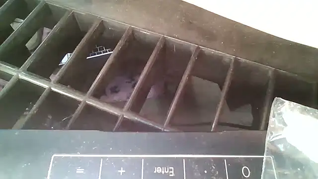 allissonw13 online show from October 2025 08:46:01 AM