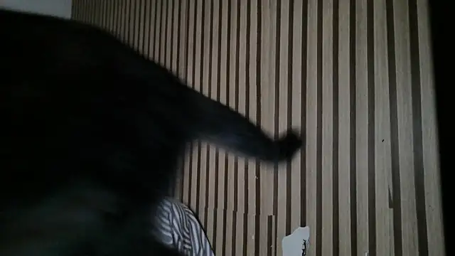 Dedel199 online show from December 2025 11:09:02 AM