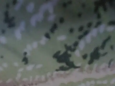 silky milky online show from October 2025 08:16:01 PM