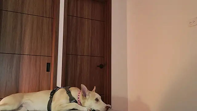 Hot Couple666 online show from September 2025 01:49:01 AM