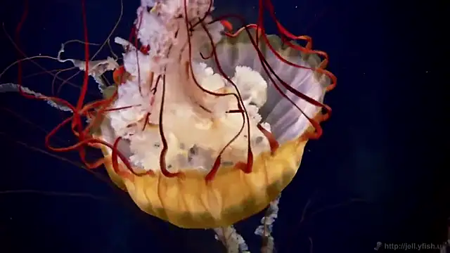 streamy test11 online show from November 2025 11:47:01 AM