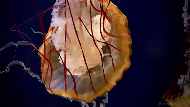 streamy test11 online show from April 2026 01:28:02 PM