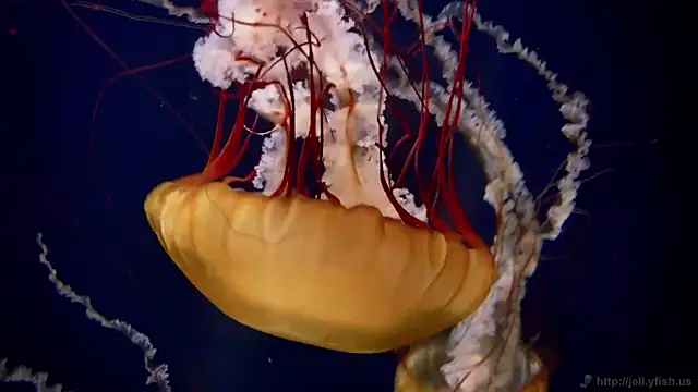 streamy test11 online show from March 2026 11:10:01 AM