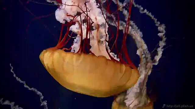 streamy test11 online show from November 2025 03:45:02 PM