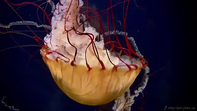 streamy test11 online show from November 2025 12:21:01 PM