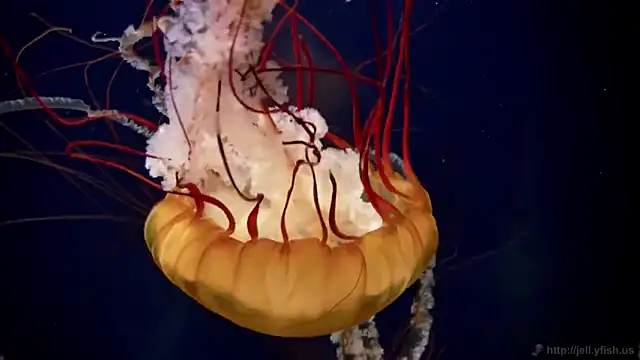 streamy test11 online show from December 2025 10:54:02 AM