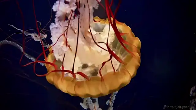 streamy test11 online show from April 2026 10:54:01 AM