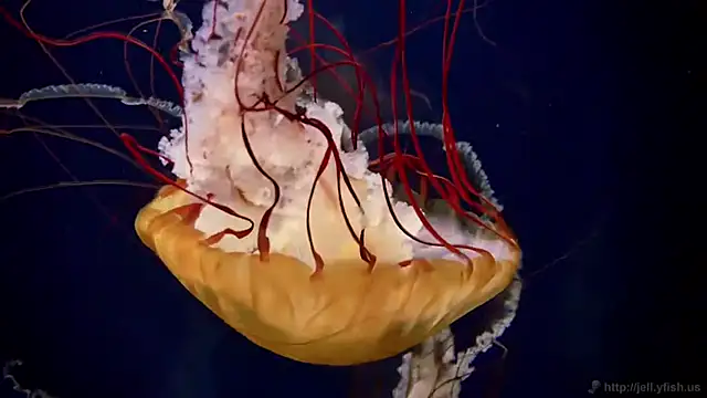 streamy test11 online show from April 2026 02:41:01 PM